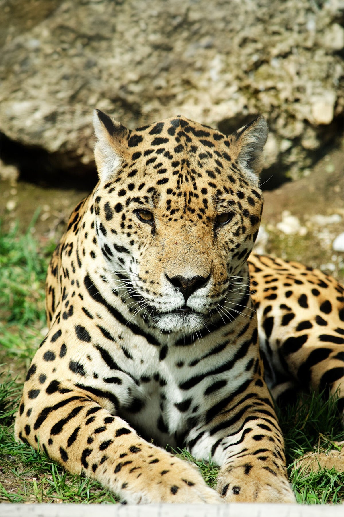 Gorra Jaguar Negro Blanco Chinitown Chinitown
